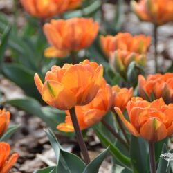 Tulipa Orange Princess