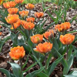 Tulipa Orange Princess