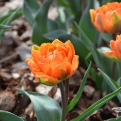 Tulipa Orange Princess