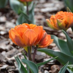 Tulipa Orange Princess