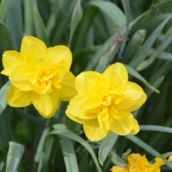 Narcissus Dick Wilden