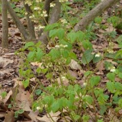 Epimedium pubigerum