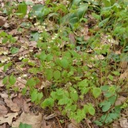 Epimedium pubigerum