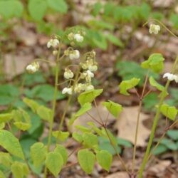 Epimedium pubigerum