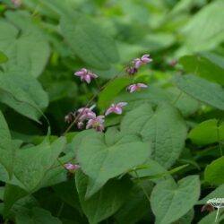 Epimedium x rubrum Sweetheart