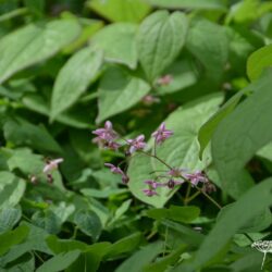 Epimedium x rubrum Sweetheart