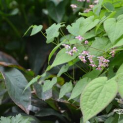 Epimedium x rubrum Sweetheart