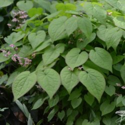 Epimedium x rubrum Sweetheart