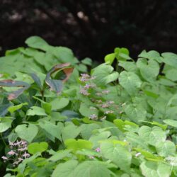 Epimedium x rubrum Sweetheart