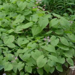 Epimedium x rubrum Sweetheart