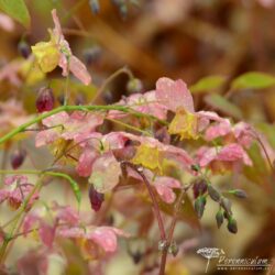 Epimedium x versicolor Cupreum