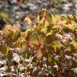 Epimedium x versicolor Cupreum