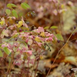 Epimedium x versicolor Cupreum