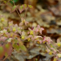 Epimedium x versicolor Cupreum