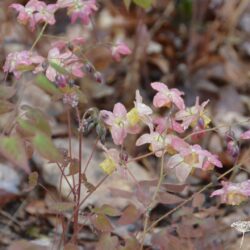 Epimedium x versicolor Cupreum