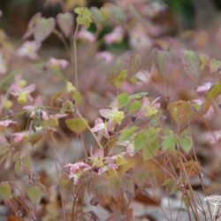 Epimedium x versicolor Cupreum