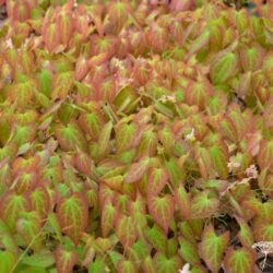 Epimedium x versicolor Cupreum