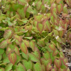 Epimedium x versicolor Cupreum