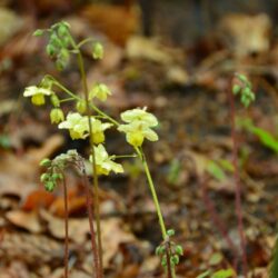 Epimedium x versicolor Sulphureum