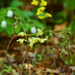 Epimedium x versicolor Sulphureum