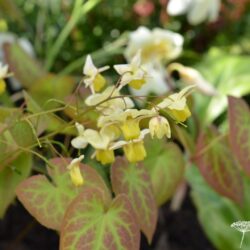 Epimedium x versicolor Sulphureum