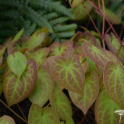 Epimedium x versicolor Sulphureum