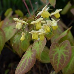 Epimedium x versicolor Sulphureum