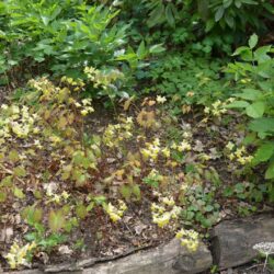 Epimedium x versicolor Sulphureum