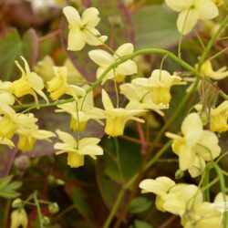 Epimedium x versicolor Sulphureum