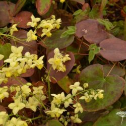 Epimedium x versicolor Sulphureum