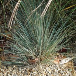 Helictotrichon sempervirens