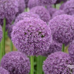 Allium Ambassador