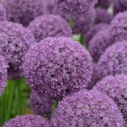 Allium Ambassador