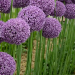 Allium Ambassador