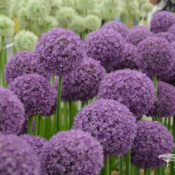 Allium Ambassador