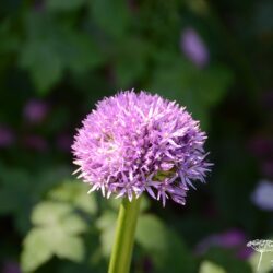 Allium Globemaster