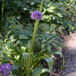 Allium Globemaster