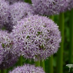 Allium Globemaster