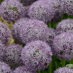 Allium Globemaster