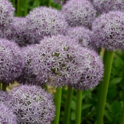 Allium Globemaster