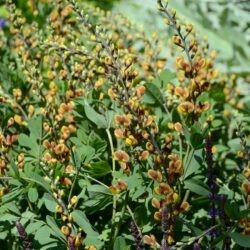 Baptisia Cheriies Jubilee