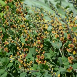 Baptisia Cheriies Jubilee