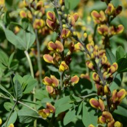 Baptisia Cheriies Jubilee