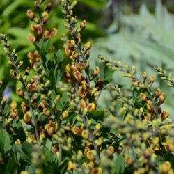 Baptisia Cheriies Jubilee