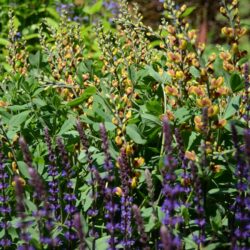 Baptisia Cheriies Jubilee