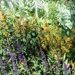 Baptisia Cheriies Jubilee