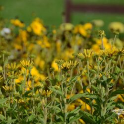 Rudbeckia subtomentosa Little Henry