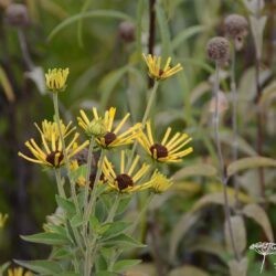 Rudbeckia subtomentosa Little Henry