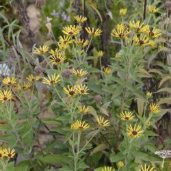 Rudbeckia subtomentosa Little Henry