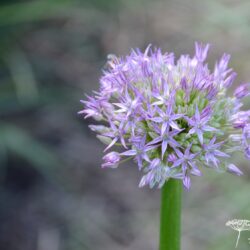 Allium Beau Regard